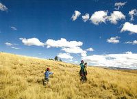 ペルーのアウサンガテの山の麓でアルパカの放牧をする人々（11月写真）